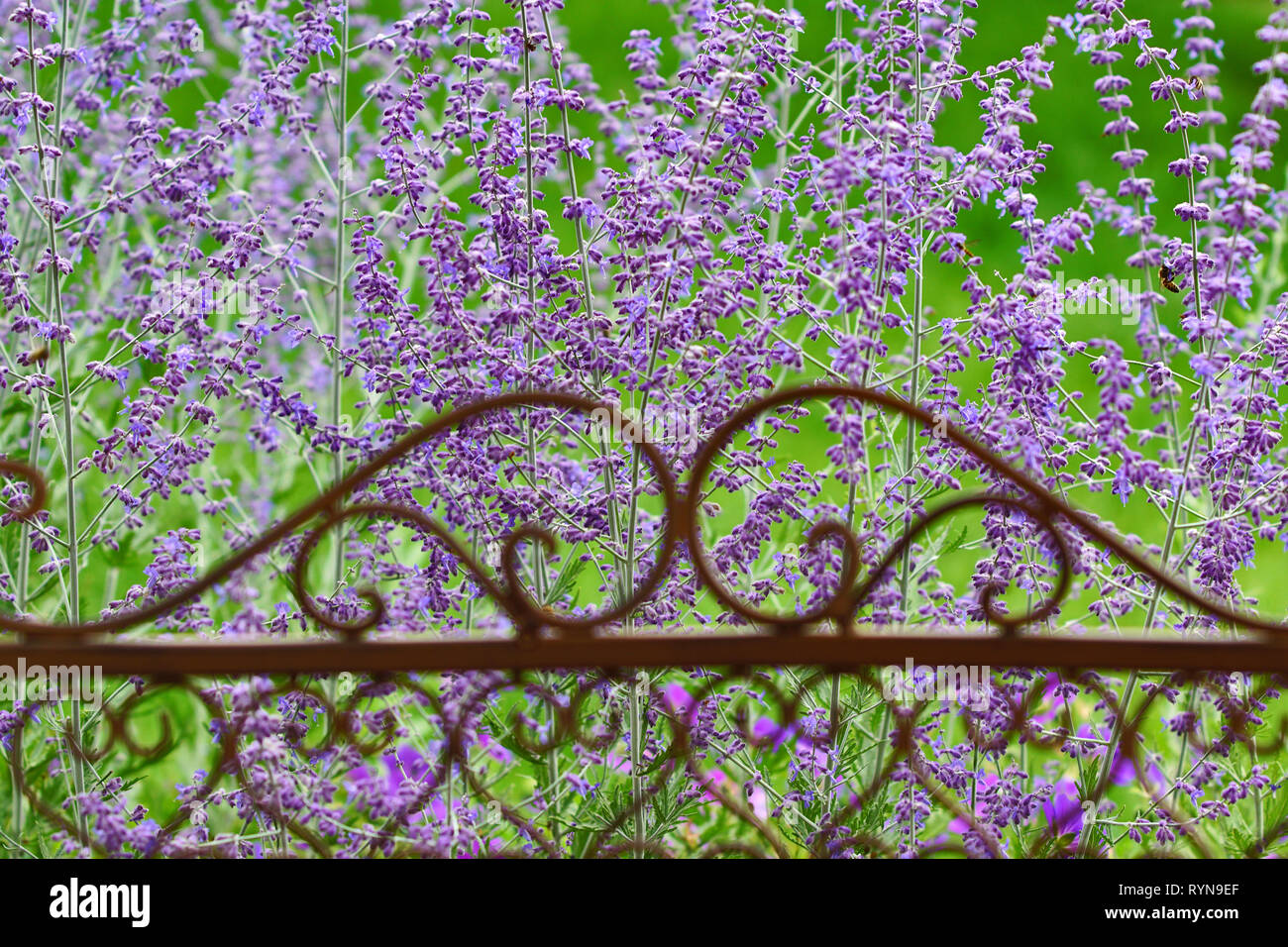 Fiori di lavanda con ferro decorativo sedia in primo piano Foto Stock