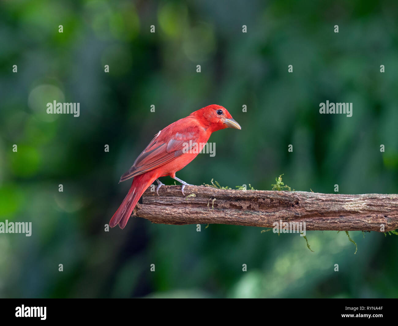 Estate maschio Tanager Piranga rubra Costa Rica Foto Stock