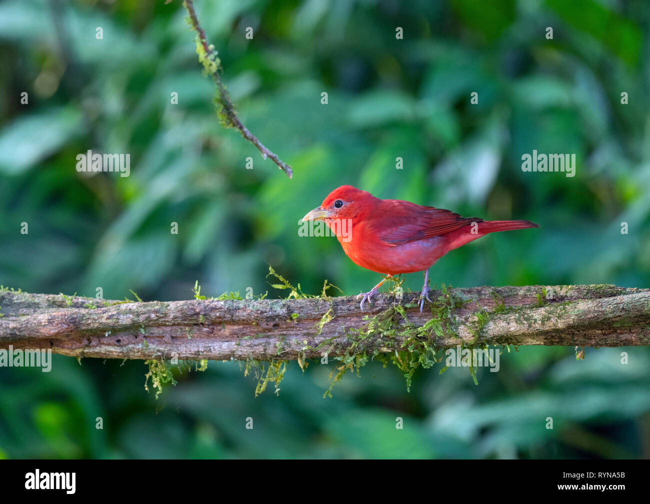 Estate maschio Tanager Piranga rubra Costa Rica Foto Stock