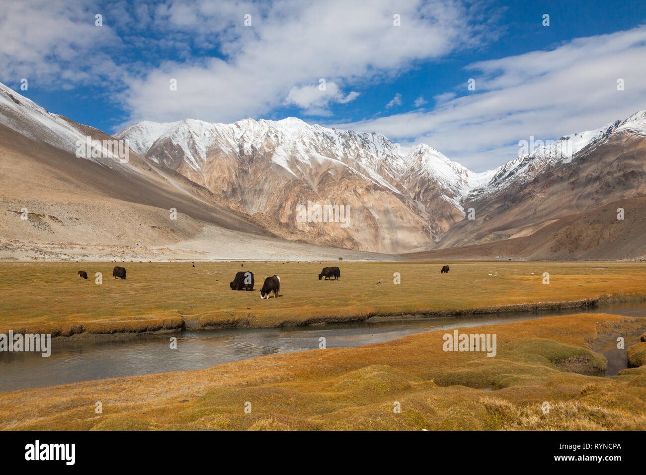 Scenario autunnale di alta altitudine pascolo con yak al pascolo, da qualche parte tra Tangtse e Pangong Tso, Ladakh, Jammu e Kashmir India Foto Stock