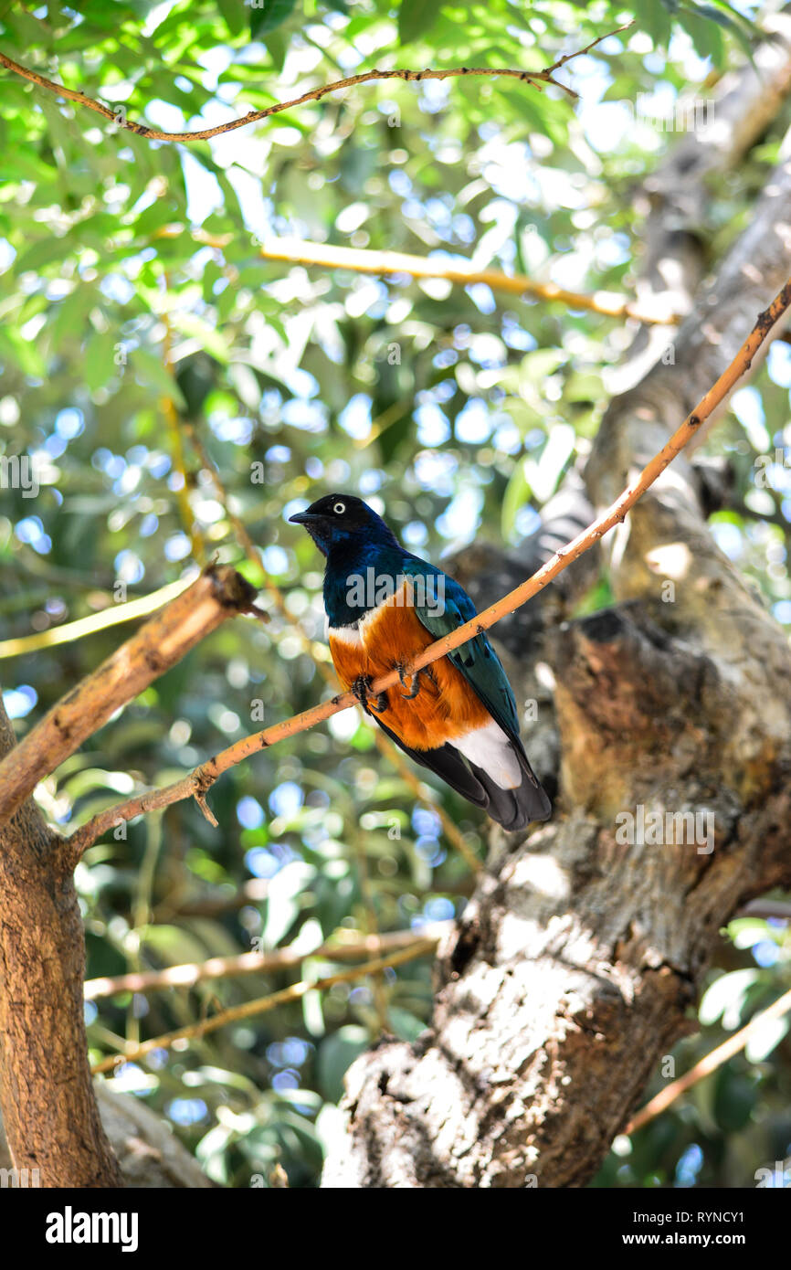 Lamprotornis superbus estornino soberbio Foto Stock