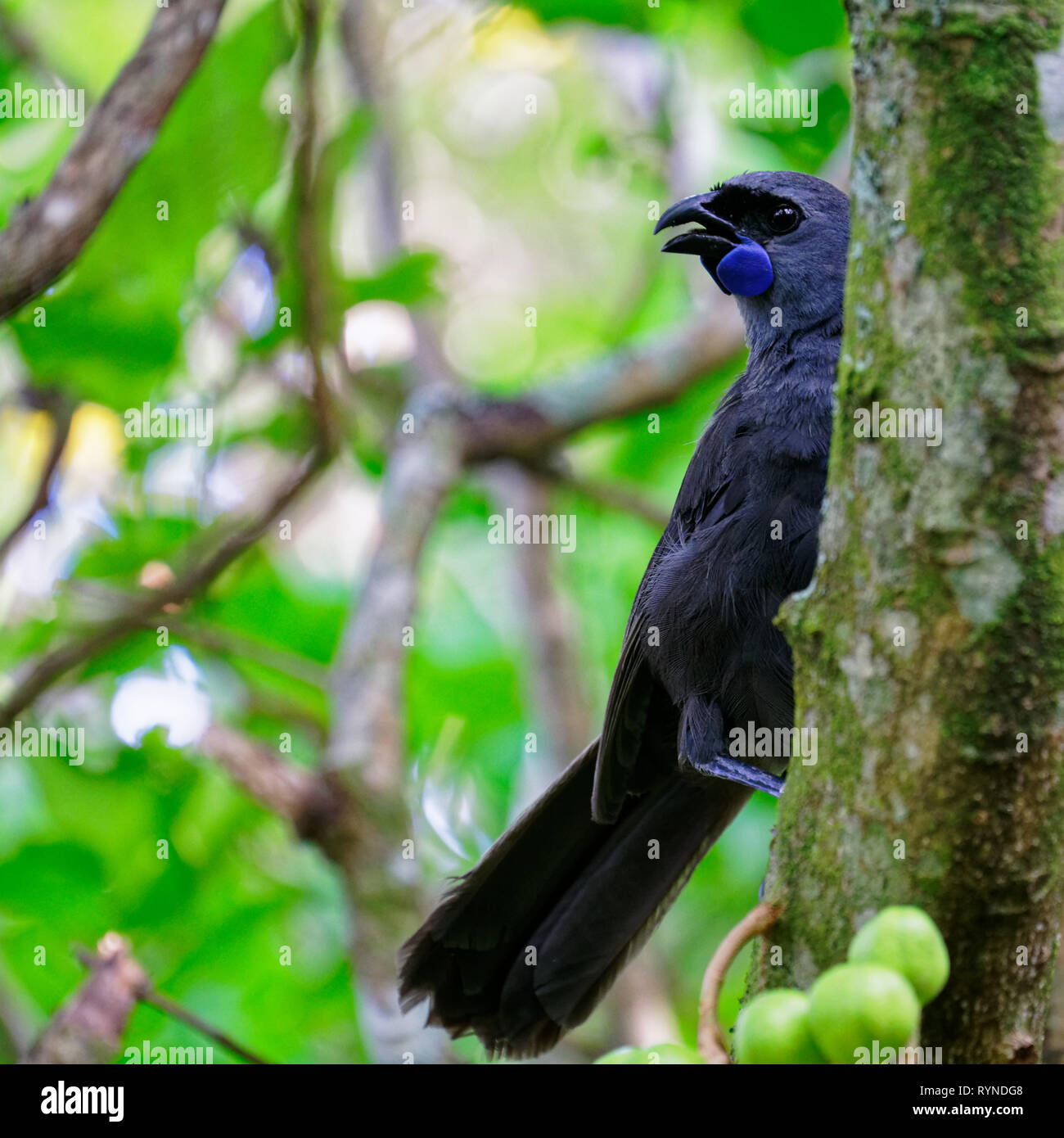 Isola del nord kōkako, Tiritiri Matangi Island open riserva naturale, Nuova Zelanda. Foto Stock