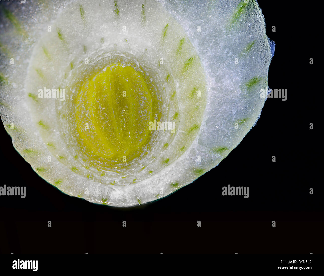 Anello di cipolla macro closeup con impianto di struttura di cella Foto Stock