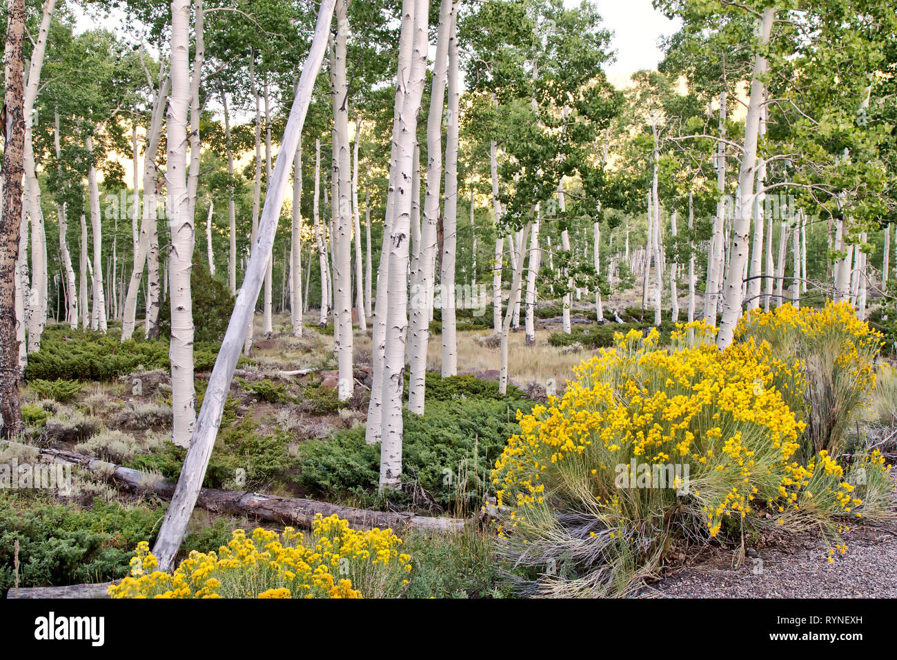 Vacilla Aspen Grove 'Pando Clone' a sunrise "Populus tremuloides'. Colonia clonale di un individuo di sesso maschile vacilla Aspen. Foto Stock