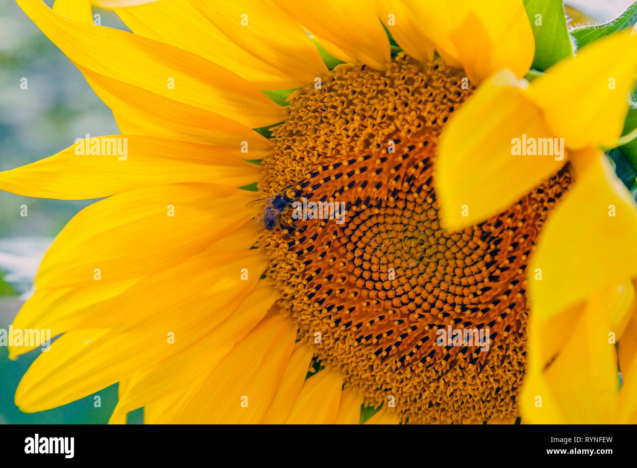 Felice girasoli nel campo impollinate dalle api Foto Stock