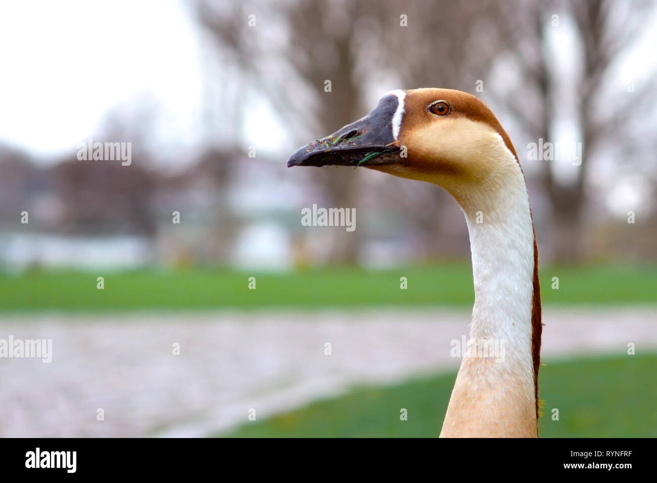 Chiudere fino ad un raro Anser cygnoides Swan testa d'oca con un collo lungo davanti a sfondo sfocato Foto Stock