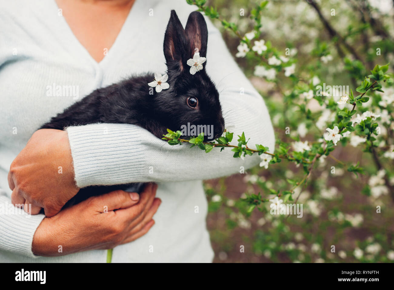 L'agricoltore che detiene il coniglio nero nella primavera del giardino. Little bunny con fiori sulla testa in seduta una donna le mani Foto Stock