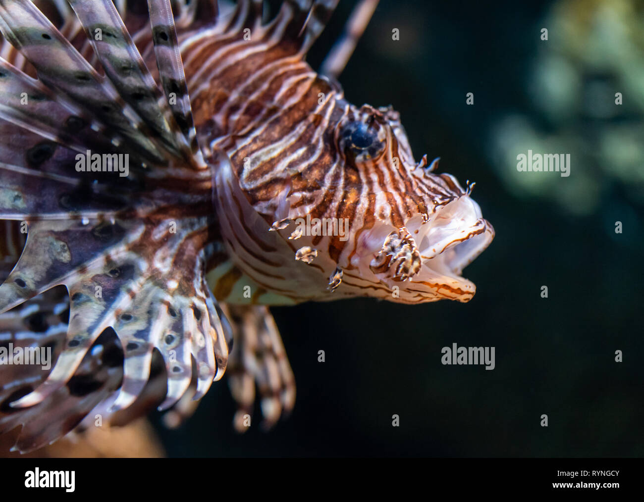 Pesce leone chiuso up shot sulla faccia di pesce Foto Stock