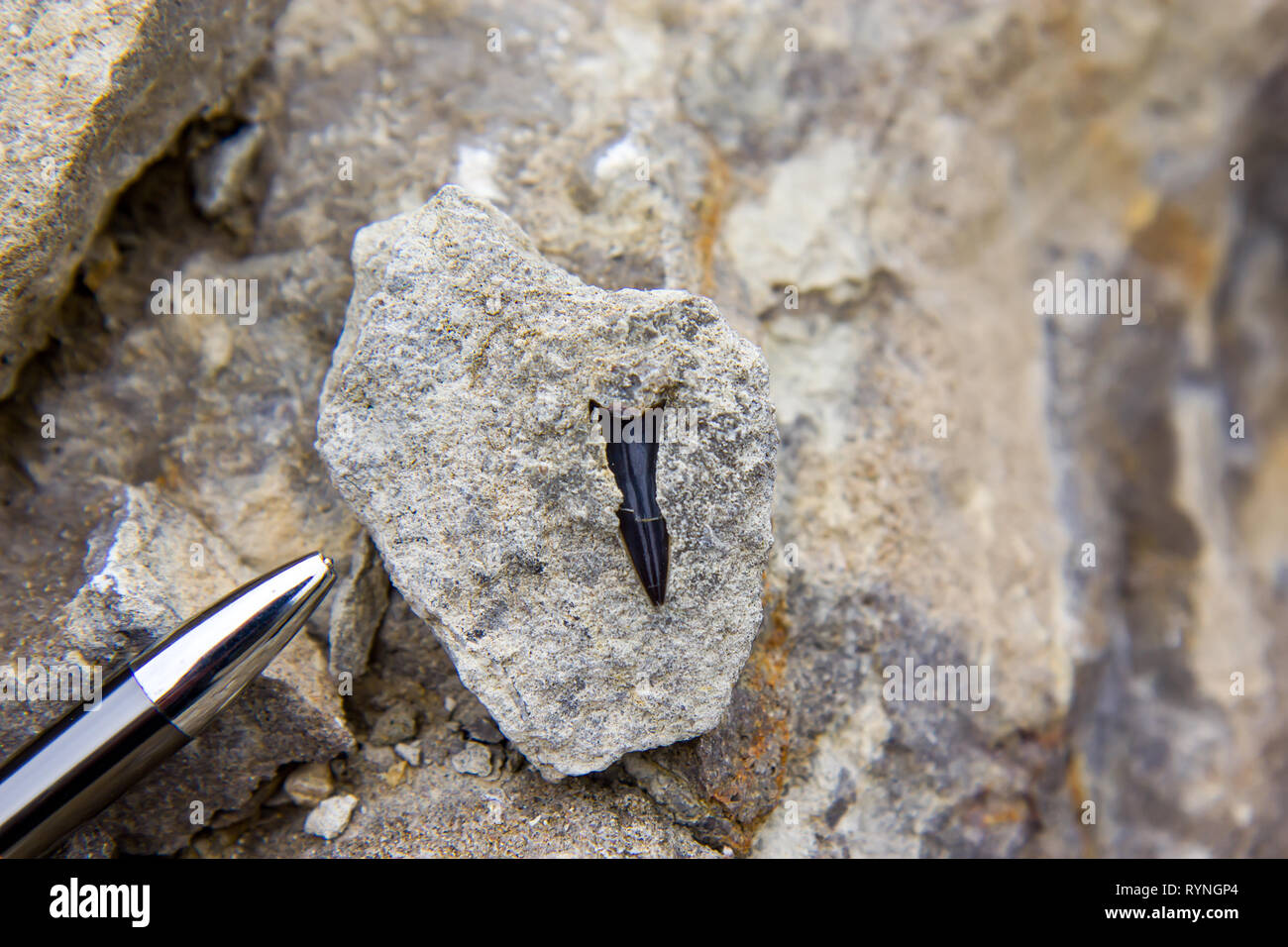 Fossili di denti di squalo nei sedimenti con rapporto di matita Foto Stock