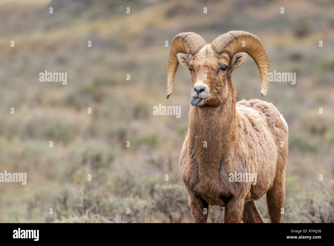 Bighorn maschio di Pecora in piedi da solo in un prato prato riempito spuntavano lingua, alla ricerca di un po' di cross-eyed. Le corna sono a metà cerchiato. Foto Stock