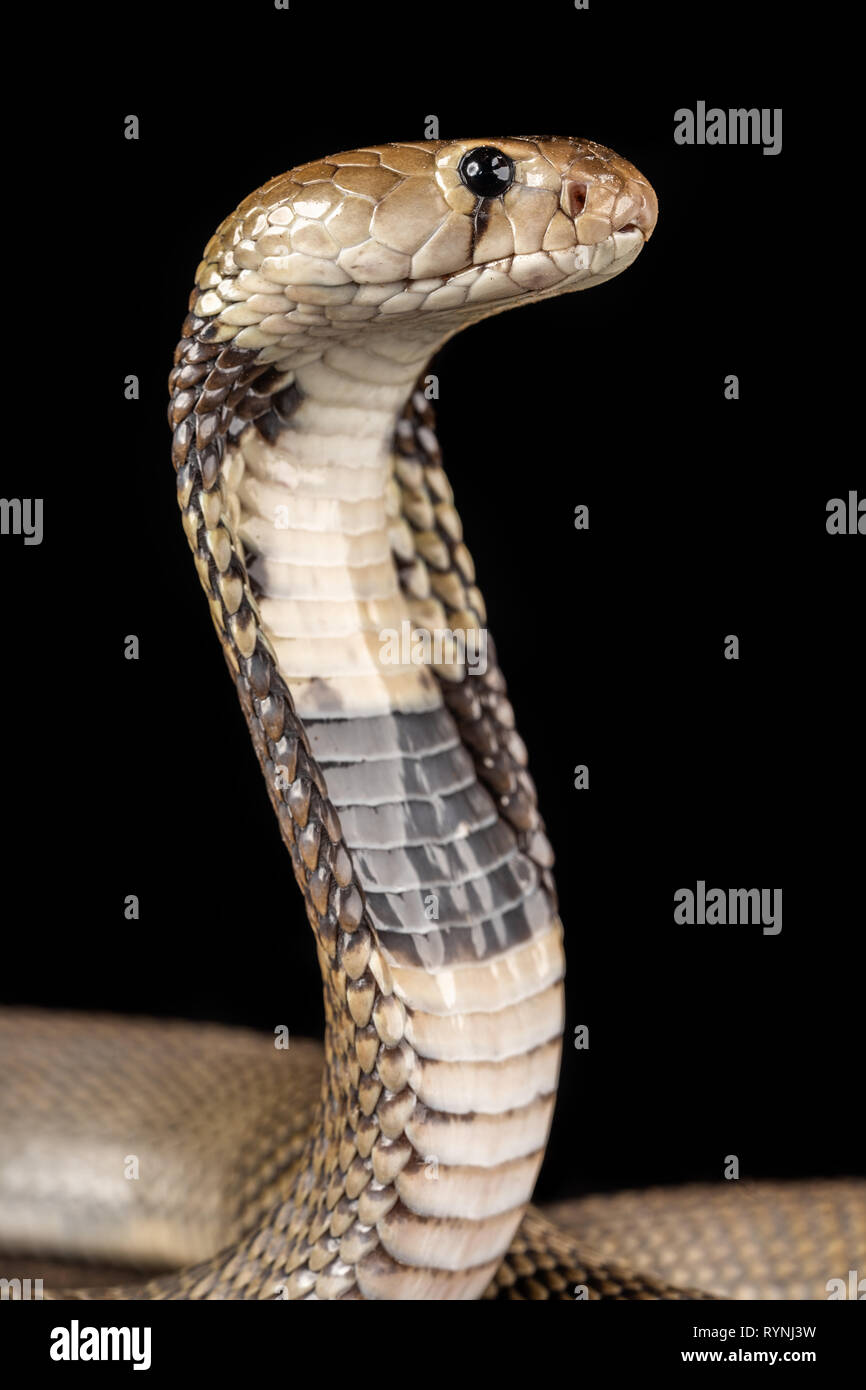 Naja nubia / Nubian sputare cobra Foto Stock