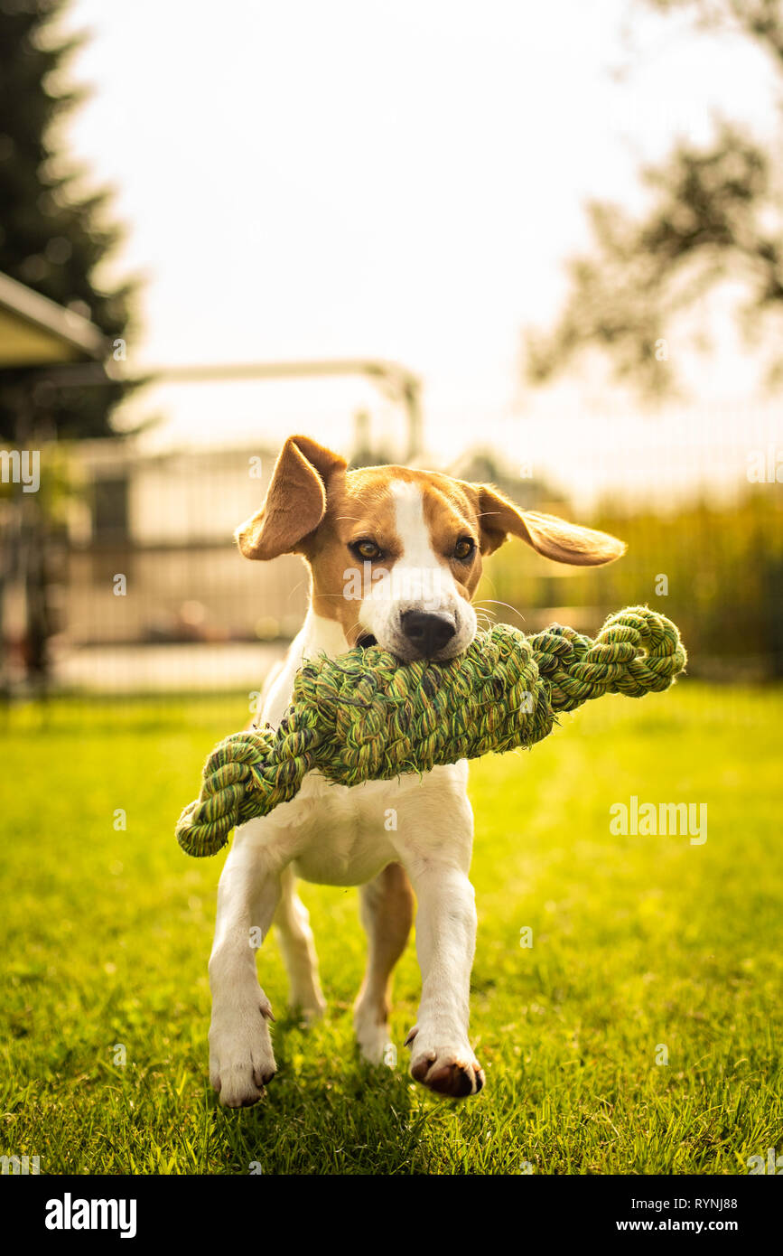 Cane Beagle divertimento nel giardino all'aperto di correre e saltare con la corda del nodo verso la telecamera. Giorno d'estate e di sole Foto Stock