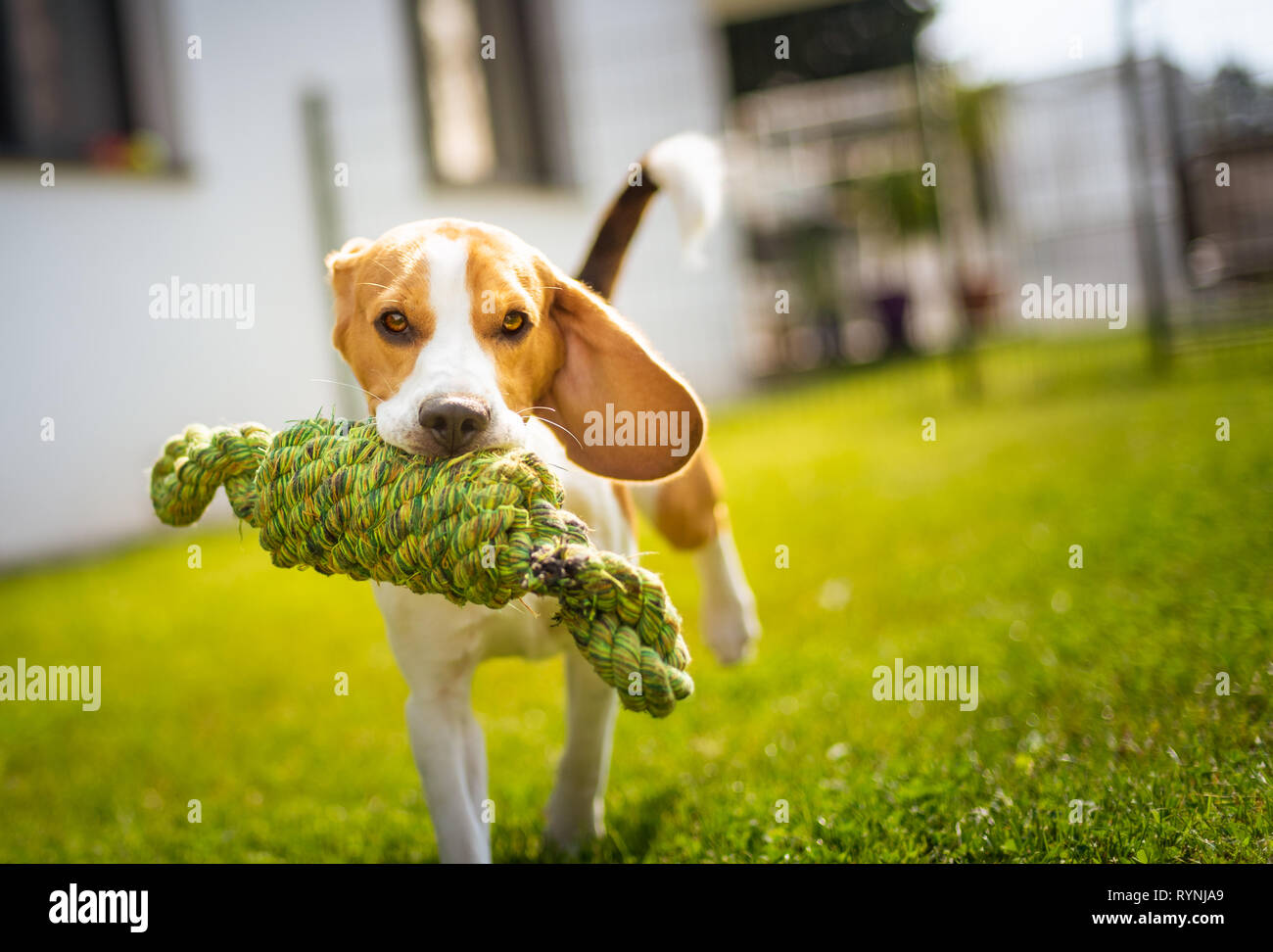 Cane Beagle divertimento nel giardino all'aperto di correre e saltare con la corda del nodo verso la telecamera Foto Stock