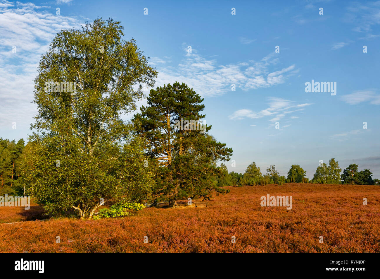 Lüneburger Heide (brughiera di Lüneburg): Blooming heather sul Wietzer Berg vicino Müden (Örtze), parco naturale Südheide, Bassa Sassonia, Germania Foto Stock