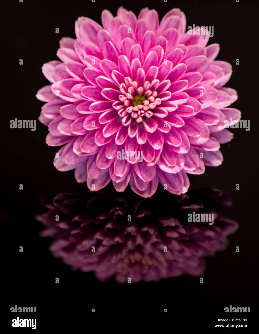 Immagine di un fiore specchiata da un nero vetro colorato. Foto Stock