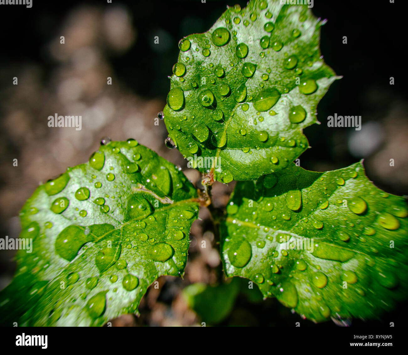 Close-up di Costa Live Oak (Quercus agrifolia) alberello. Foto Stock