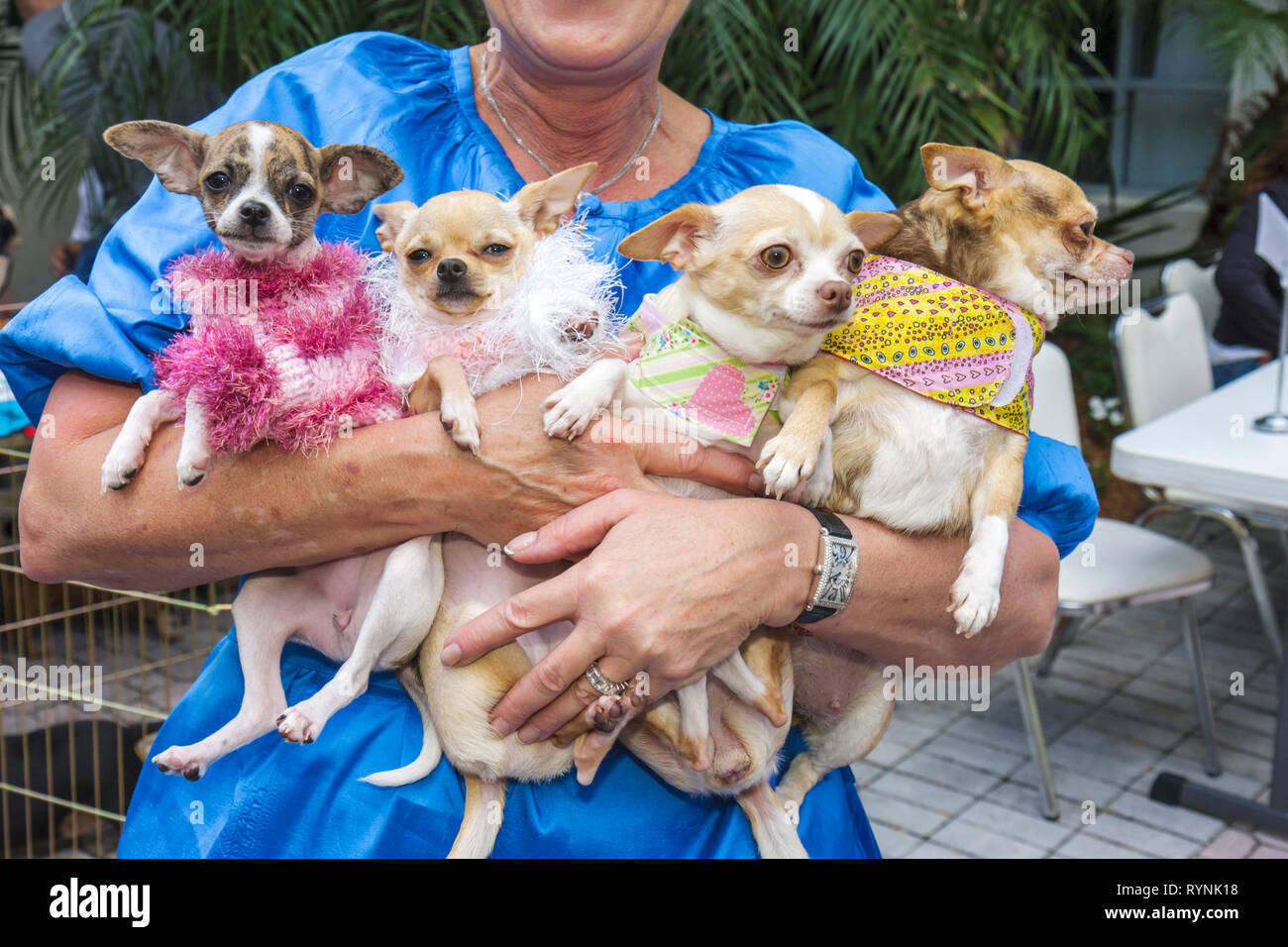 Miami Florida,Temple Israel,Bow Wow Paloooza Interfaith Benedizione degli animali,proprietario,cane,quattro cani,animale domestico,Chihuahua,razza giocattolo,donna donne,tenuta Foto Stock