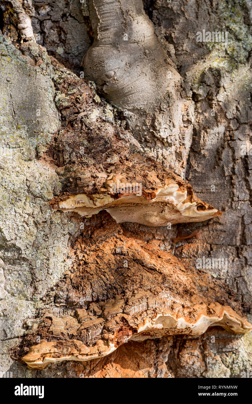 La texture di abbaio di legno utilizzare come sfondo naturale. Superficie ruvida nodo sul tronco di albero closeup. Il legno vecchio corteccia texture. Naturale di tronco di albero rotto la superficie c Foto Stock