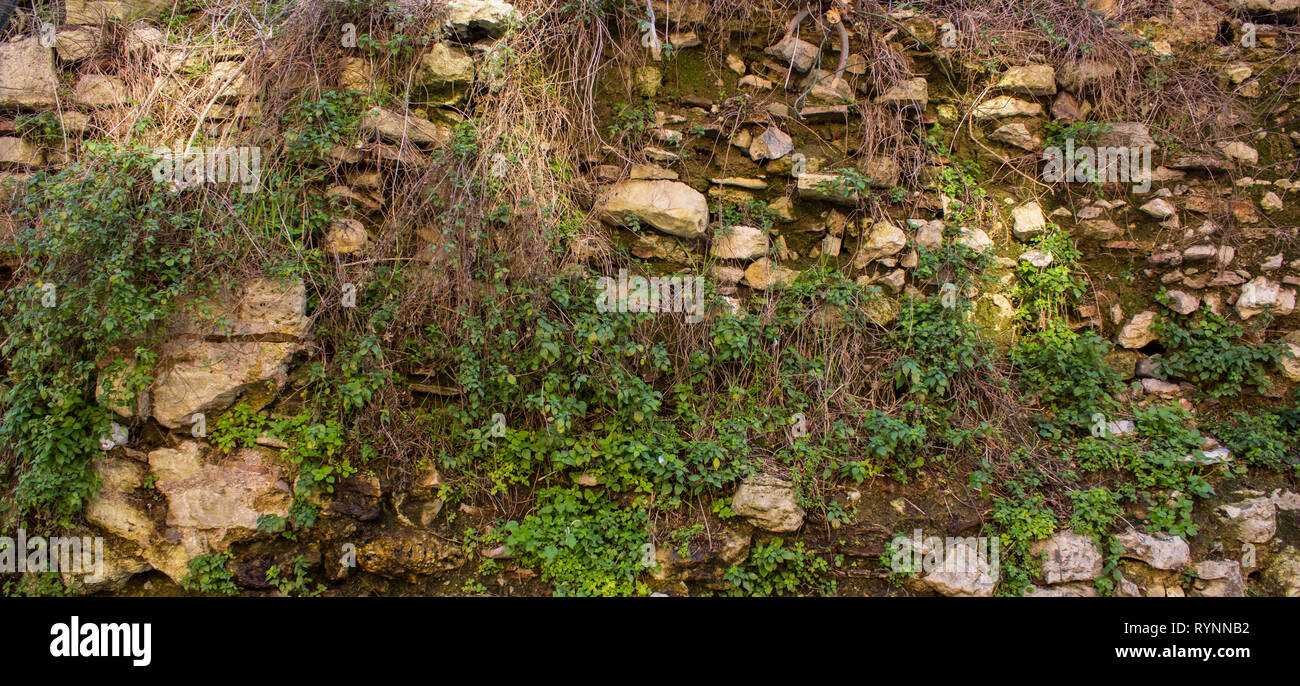 La consistenza delle pietre su cui l'erba cresce. Il vecchio muro verde. Foto Stock