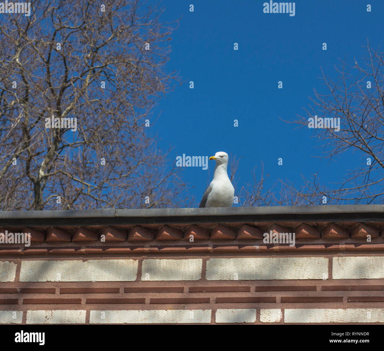 Seagull sul tetto e cielo blu sullo sfondo Foto Stock