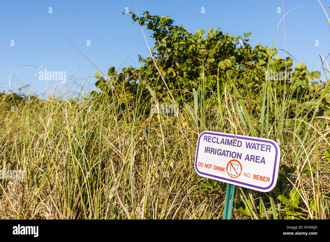 Florida Saint St. Lucie County, Fort ft. Pierce,A1A,North Hutchinson Barrier Island,duna,segno,area di irrigazione acqua rigenerata,conservazione,riciclaggio,gr Foto Stock