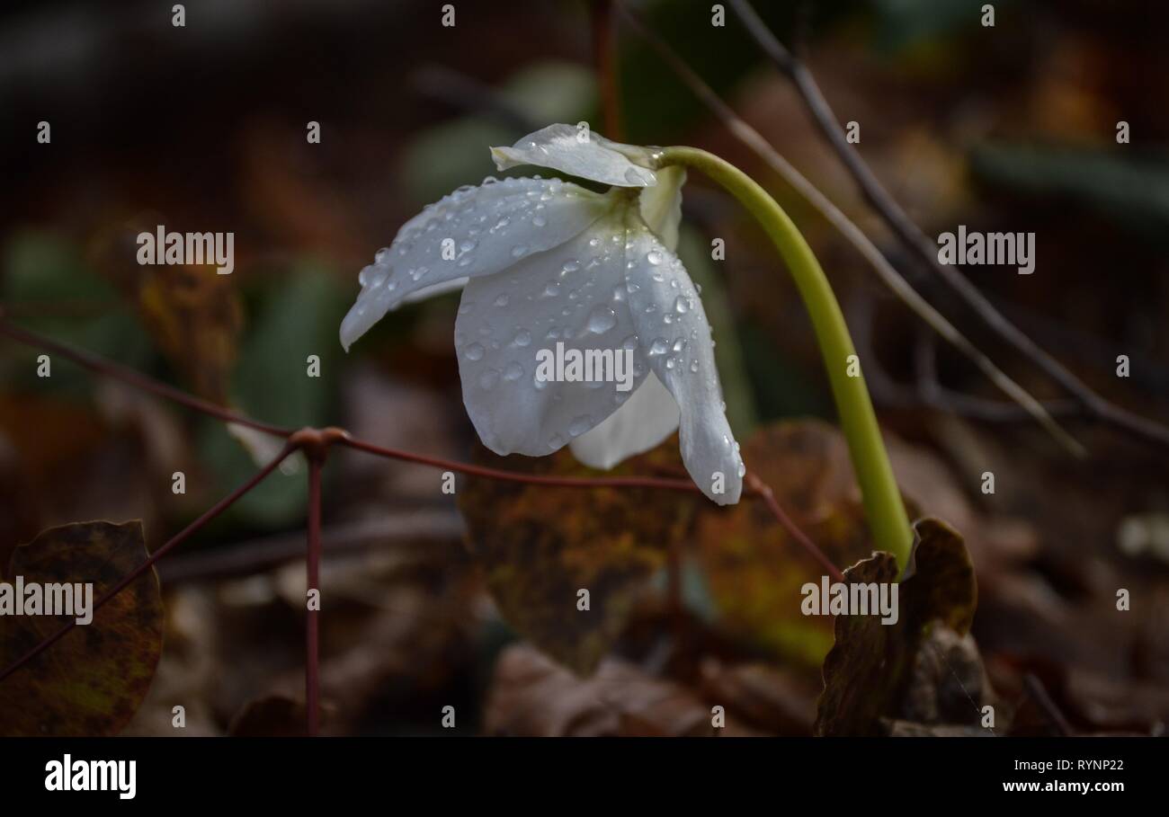 Segni di primavera - gocce d'acqua sui fiori di montagna Foto Stock