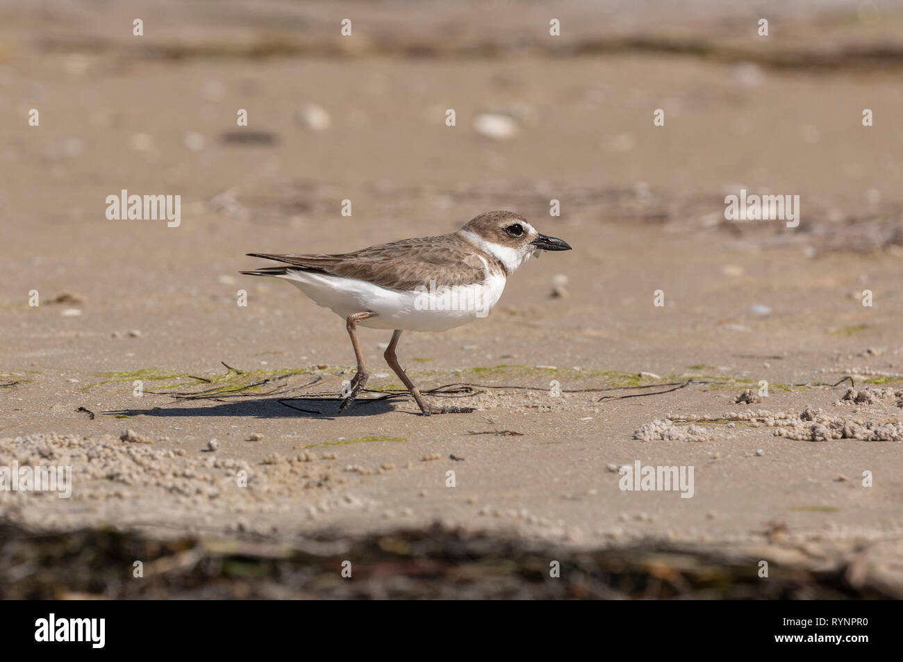 Semipalmated Plover, Charadrius semipalmatus, d'inverno il piumaggio, alimentazione sulla riva; Florida. Foto Stock