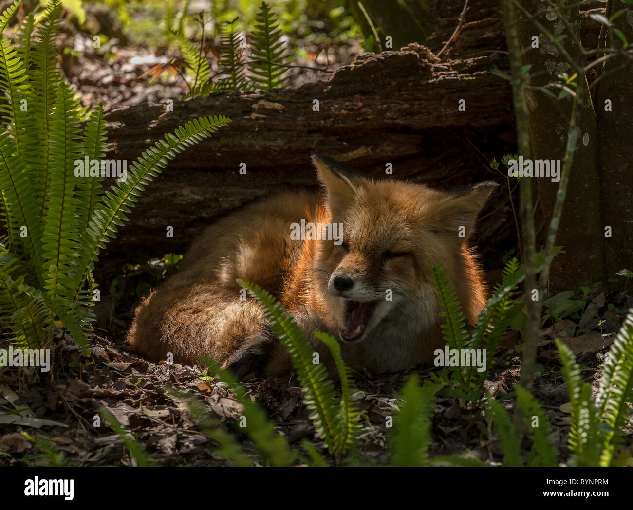 Red Fox in appoggio in ombra in una giornata calda. Florida. Foto Stock