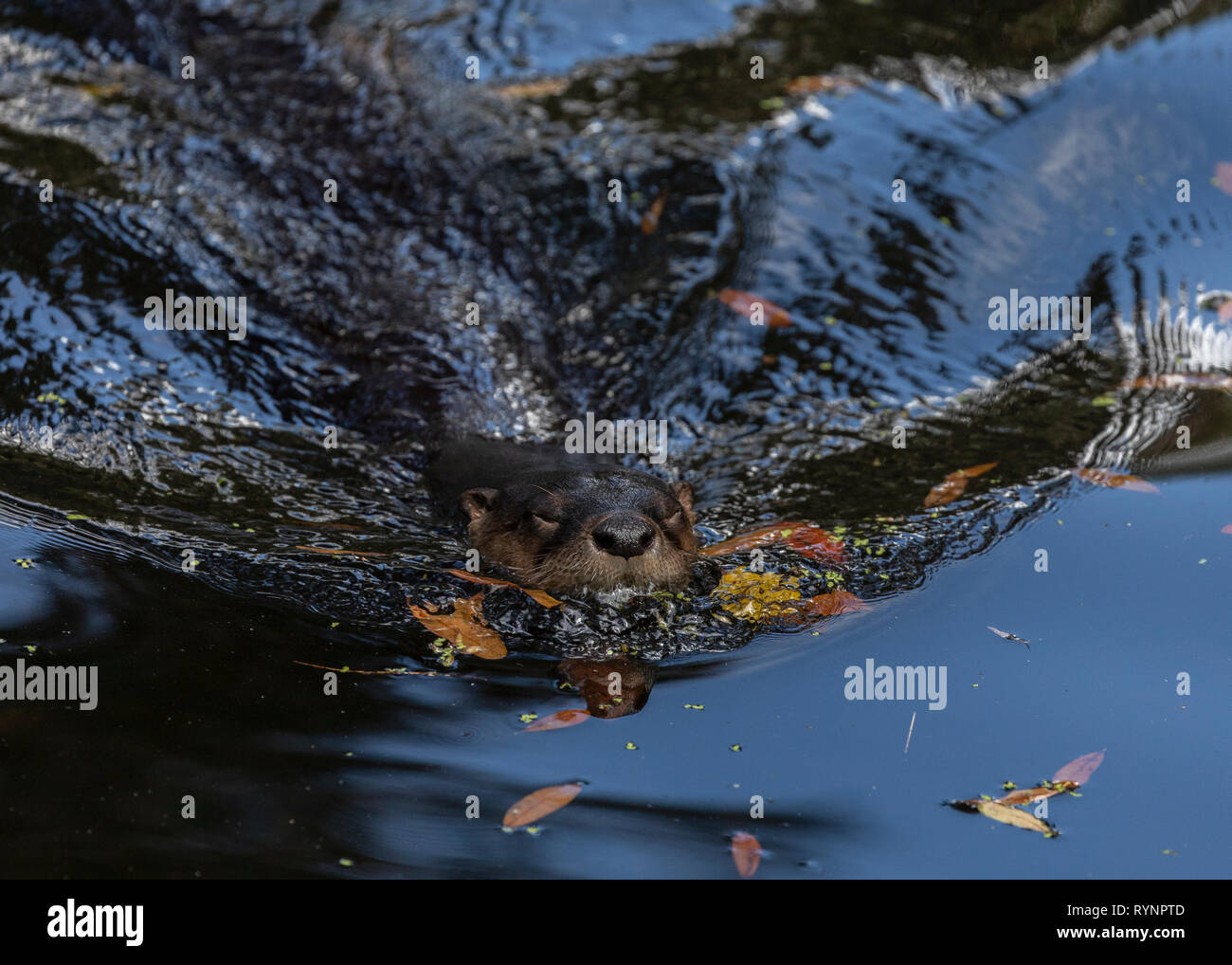 Nord America Lontra di fiume, Lutra canadensis, nuotare nel fiume, Florida. Foto Stock