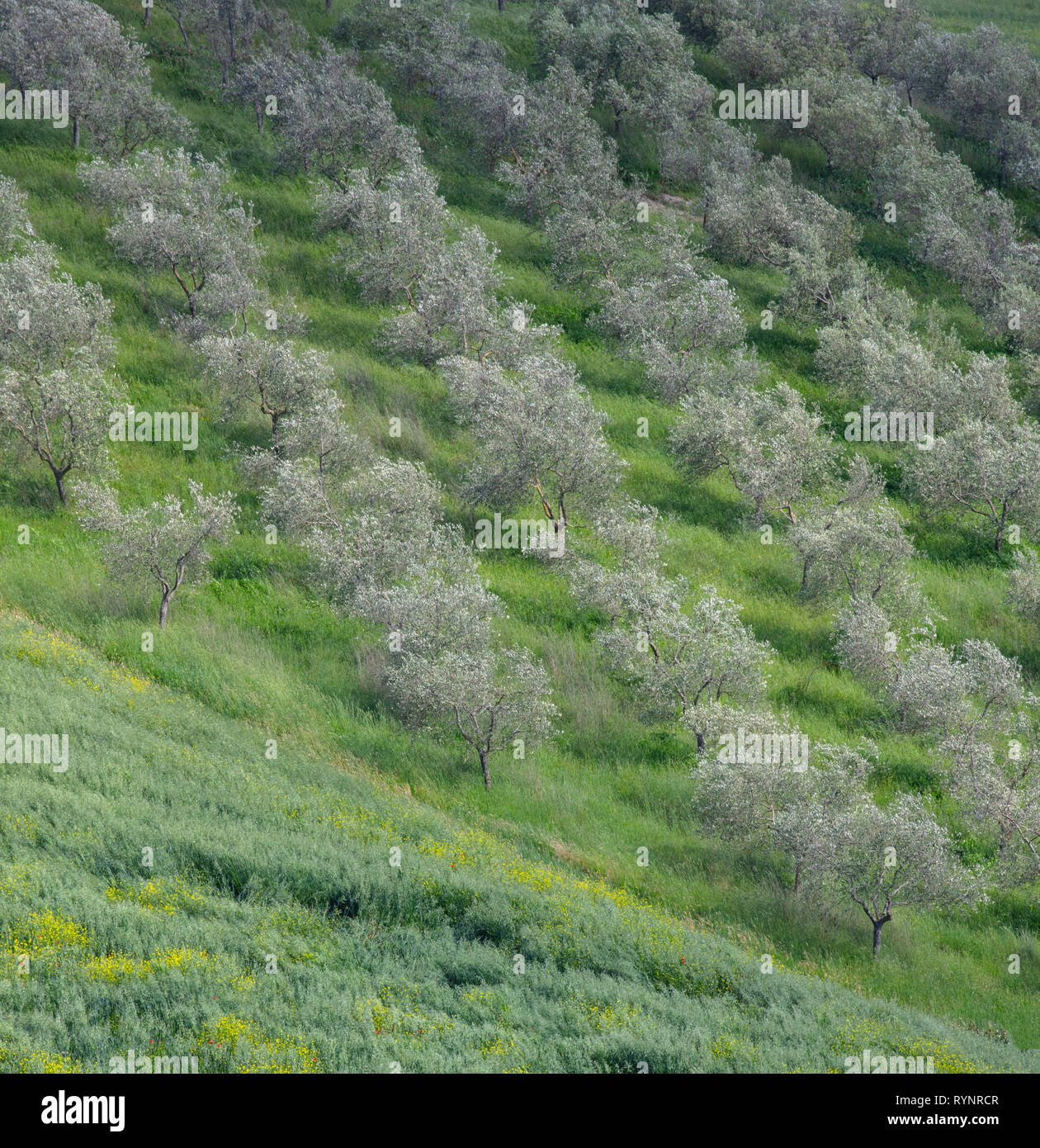 Olivi San Quirico Val D'Orcia Toscana Italia Foto Stock