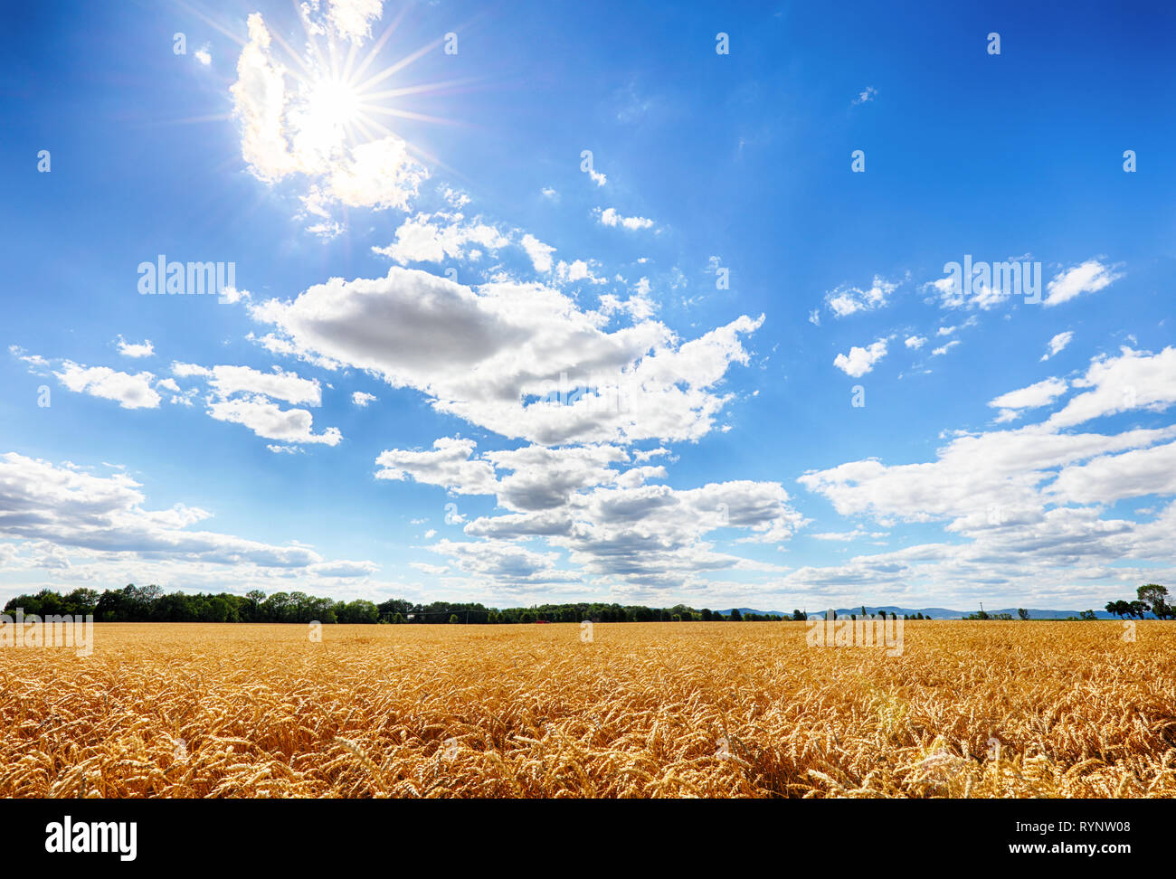 Oro si rifugiarono frumento con Sun, paesaggio rurale agricoltura Foto Stock