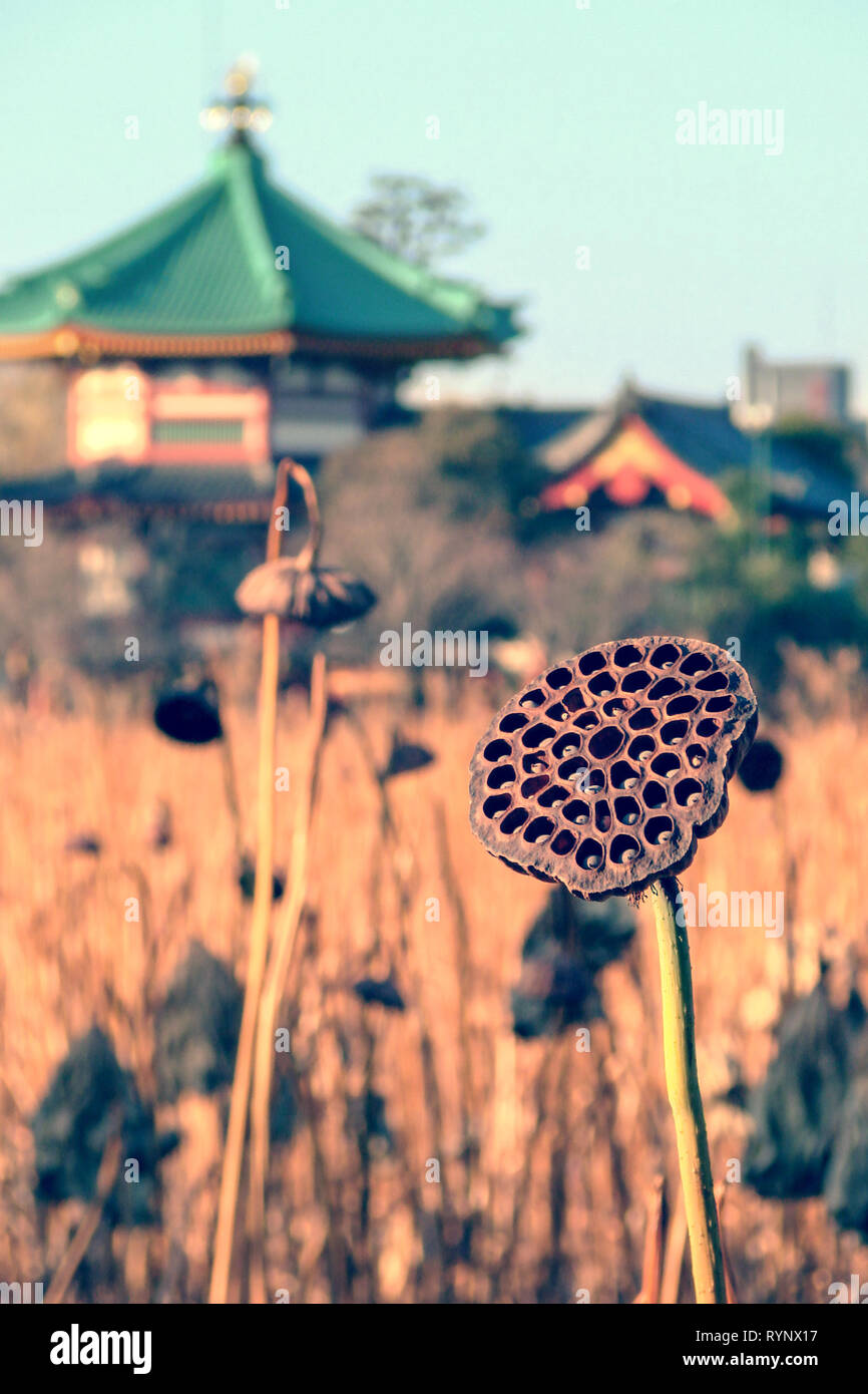 Essiccato fiore di loto al lago Shinobazu in inverno, Tokyo, Giappone Foto Stock