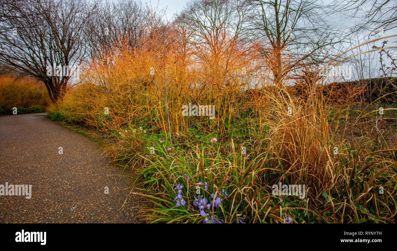 Un giardino di inverno Foto Stock