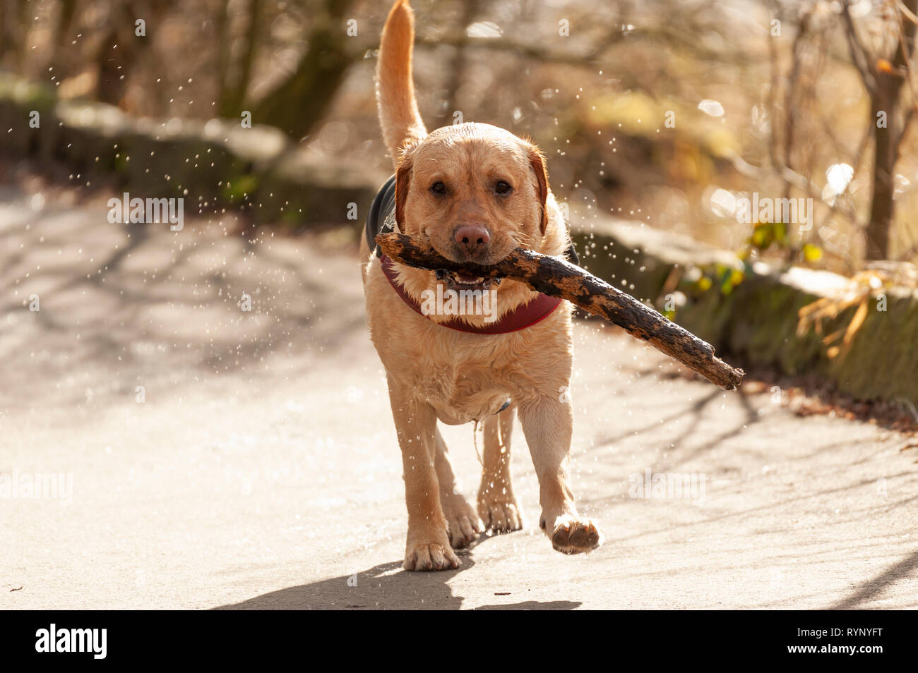 Fotografia di un Labrador agitando in sé privo di acqua dopo una nuotata e in esecuzione con un bastone. Le goccioline di acqua congelata a metà in aria e retroilluminato in sun. Foto Stock