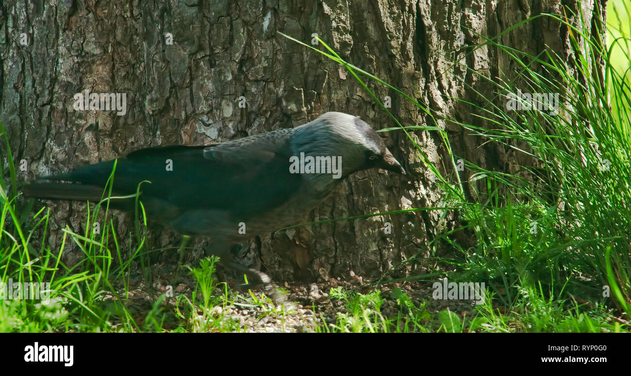 Un nero Western cornacchia di camminare e di hopping sull'erba verde 4K FS700 Odyssey 7Q Foto Stock