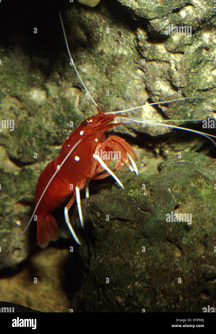 Scarlet pulitore (gamberetti Lysmata debelius) Foto Stock