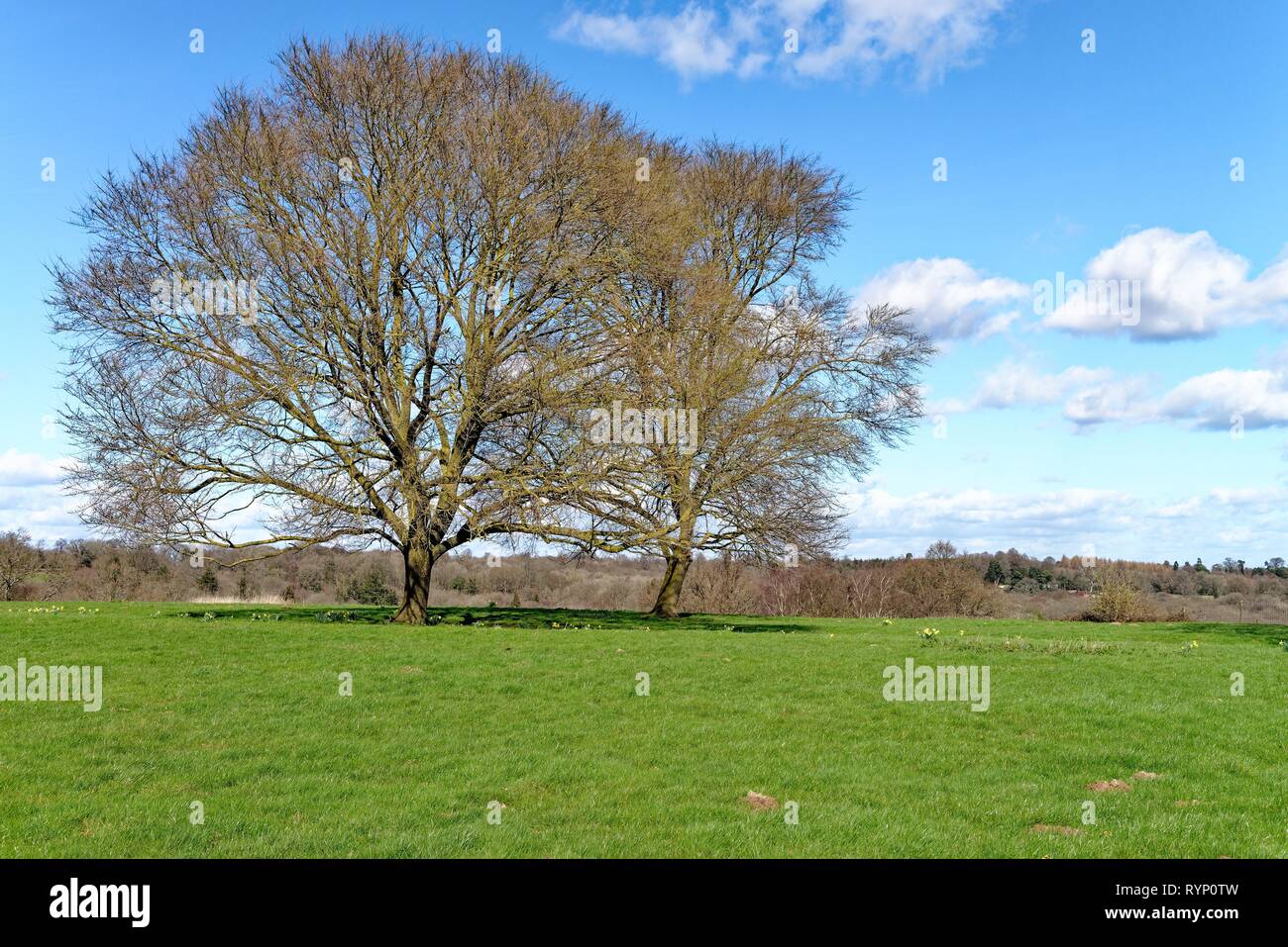 Alberi di quercia senza foglie in un campo su una soleggiata giornata di primavera vicino Balcombe Sussex England Regno Unito Foto Stock