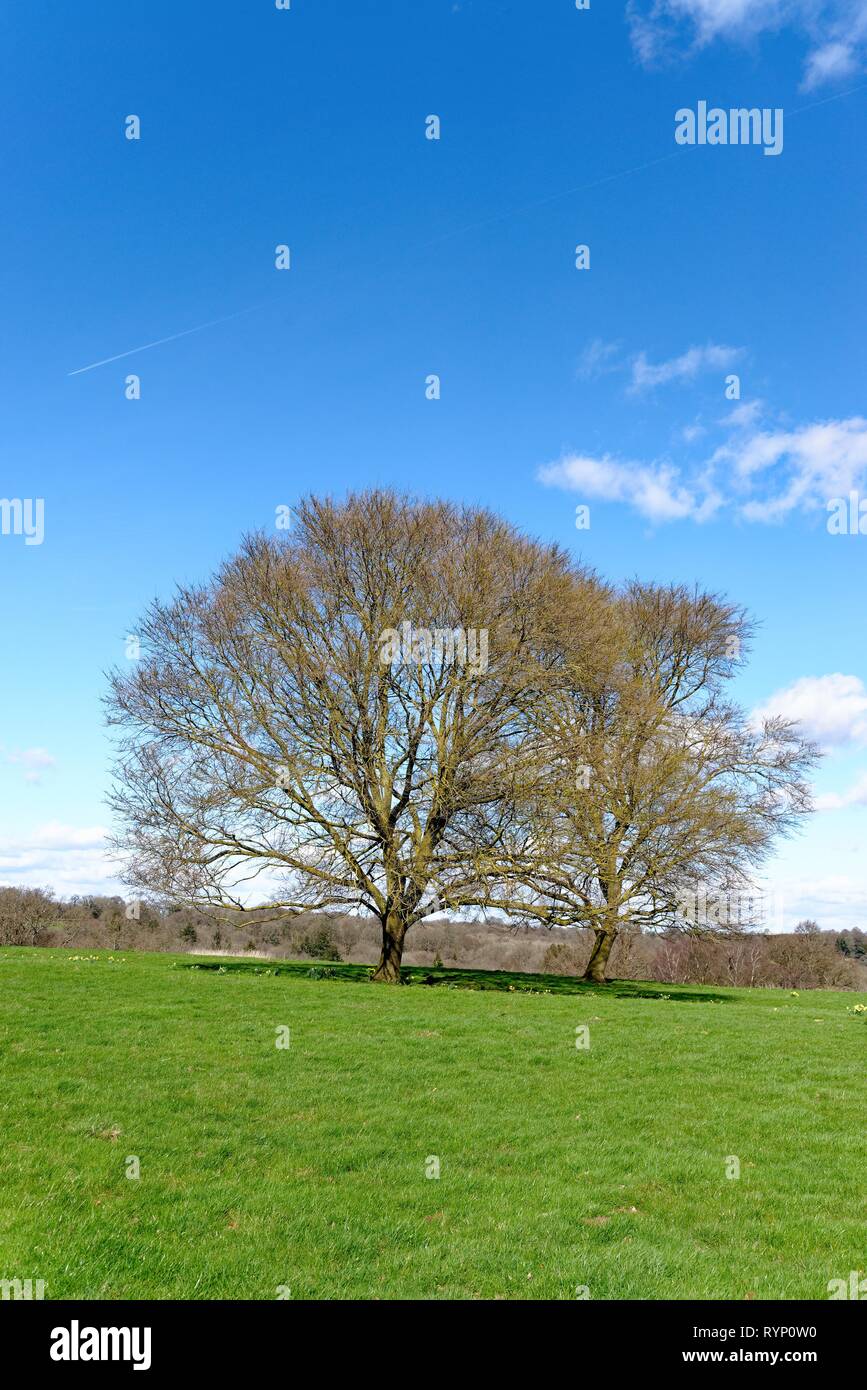 Alberi di quercia senza foglie in un campo su una soleggiata giornata di primavera vicino Balcombe Sussex England Regno Unito Foto Stock