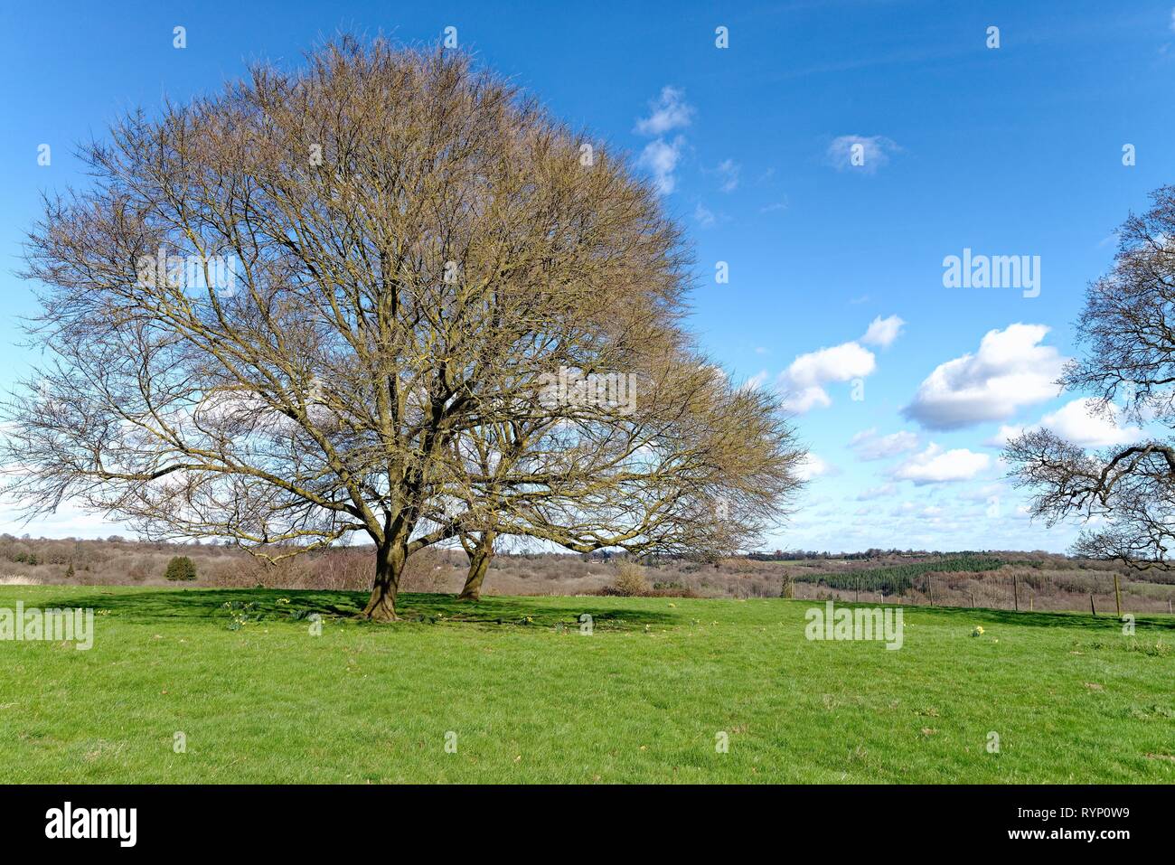 Alberi di quercia senza foglie in un campo su una soleggiata giornata di primavera vicino Balcombe Sussex England Regno Unito Foto Stock