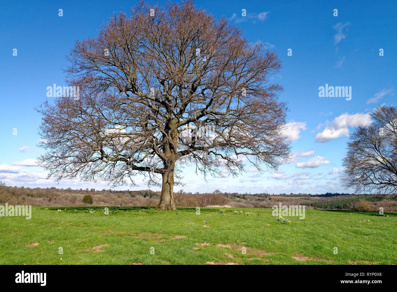 Alberi di quercia senza foglie in un campo su una soleggiata giornata di primavera vicino Balcombe Sussex England Regno Unito Foto Stock