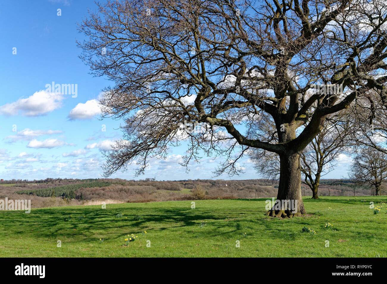 Alberi di quercia senza foglie in un campo su una soleggiata giornata di primavera vicino Balcombe Sussex England Regno Unito Foto Stock
