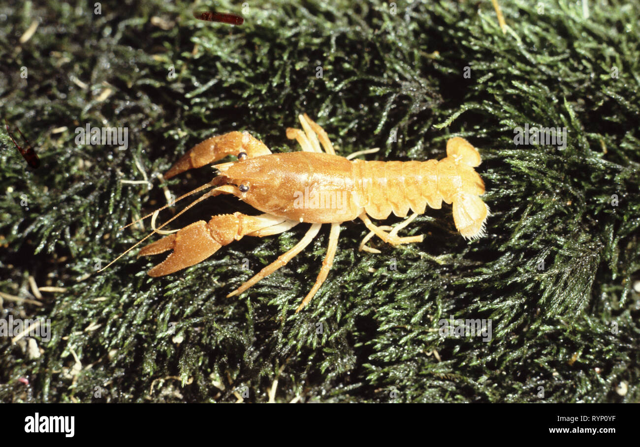 Giovane Campione xanthoristic di pietra o bianco-artigliato gamberi di fiume (Austropotamobius pallipes) Foto Stock