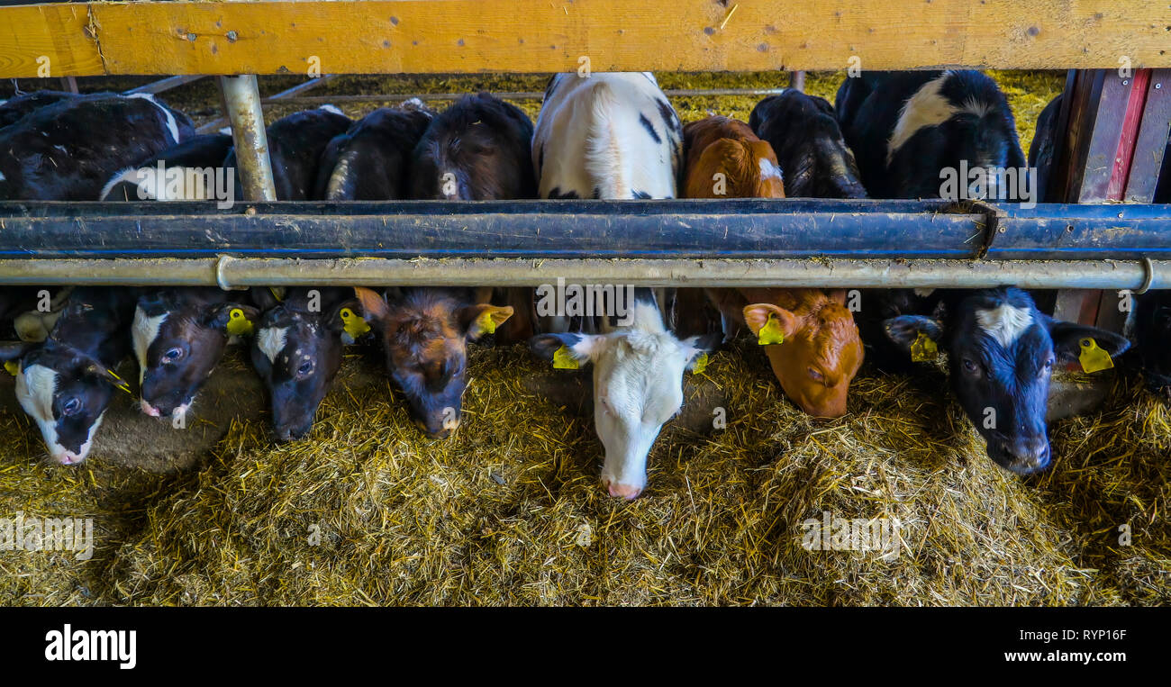 Baby vacche o croste stanno mangiando hays dentro la casa di vacca con etichette gialle sulle loro orecchie Foto Stock