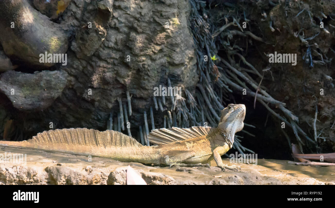 Allungate il corpo su un soleggiato banca fangoso a Gesù Cristo Lizard tenta di portare la sua temperatura corporea per il prossimo giorno Foto Stock