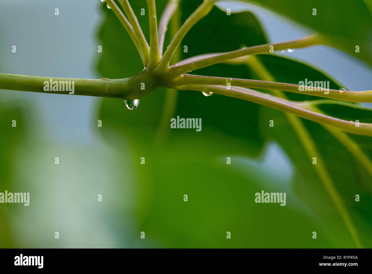 Mattina nel mio giardino Foto Stock