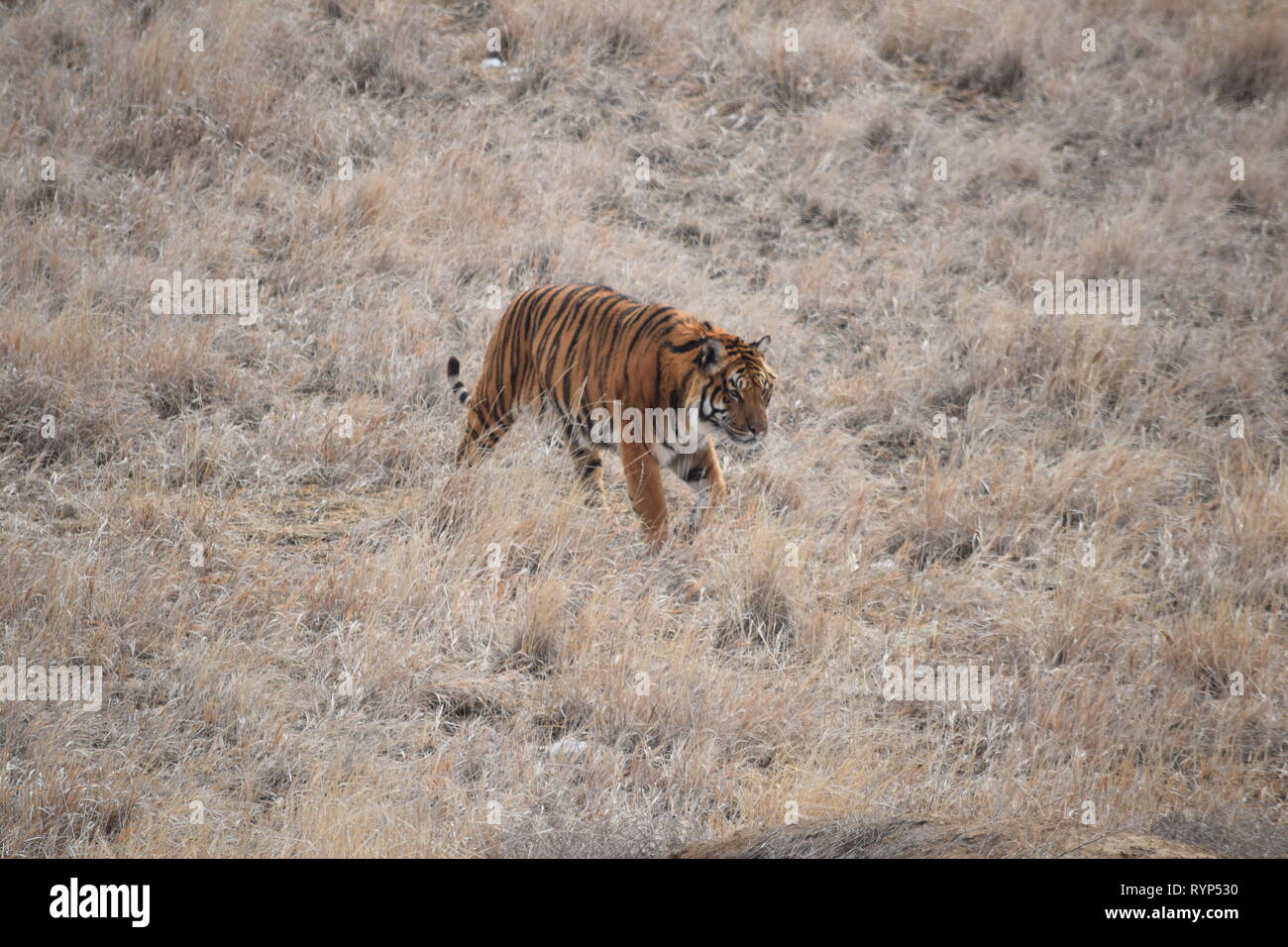 Tigri al Wild Animal Santuario in Colorado Foto Stock