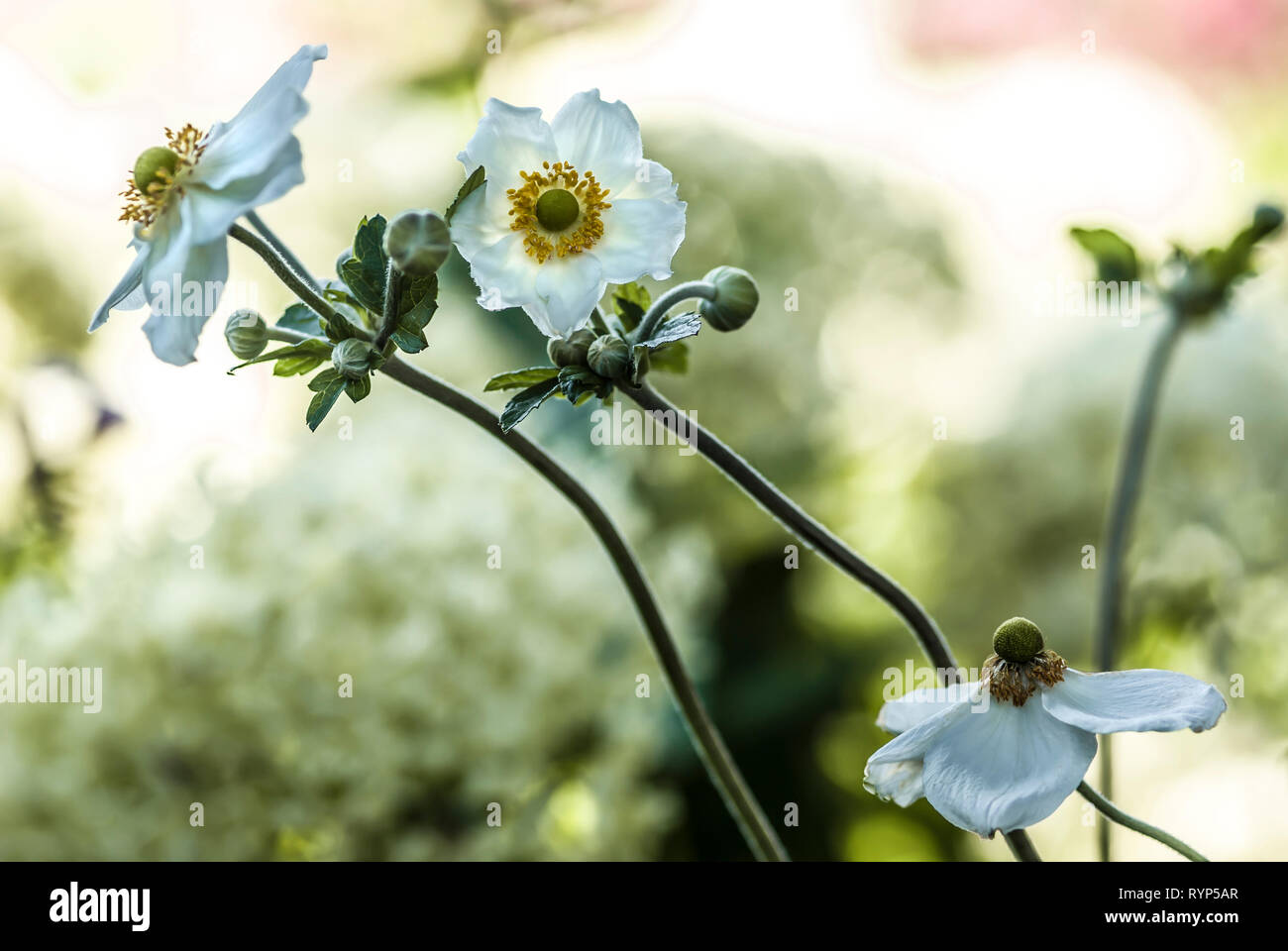 Gruppo di Anemone hupehensis in fiore, contro luce, sfondo sfocato Foto Stock
