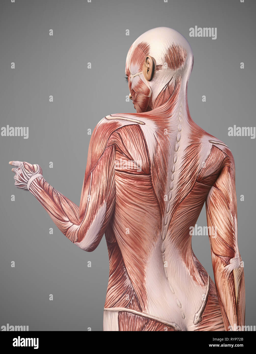 anatomia del corpo del muscolo femminile - rendering 3d Foto Stock
