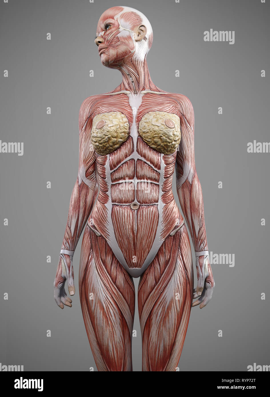 anatomia del corpo del muscolo femminile - rendering 3d Foto Stock