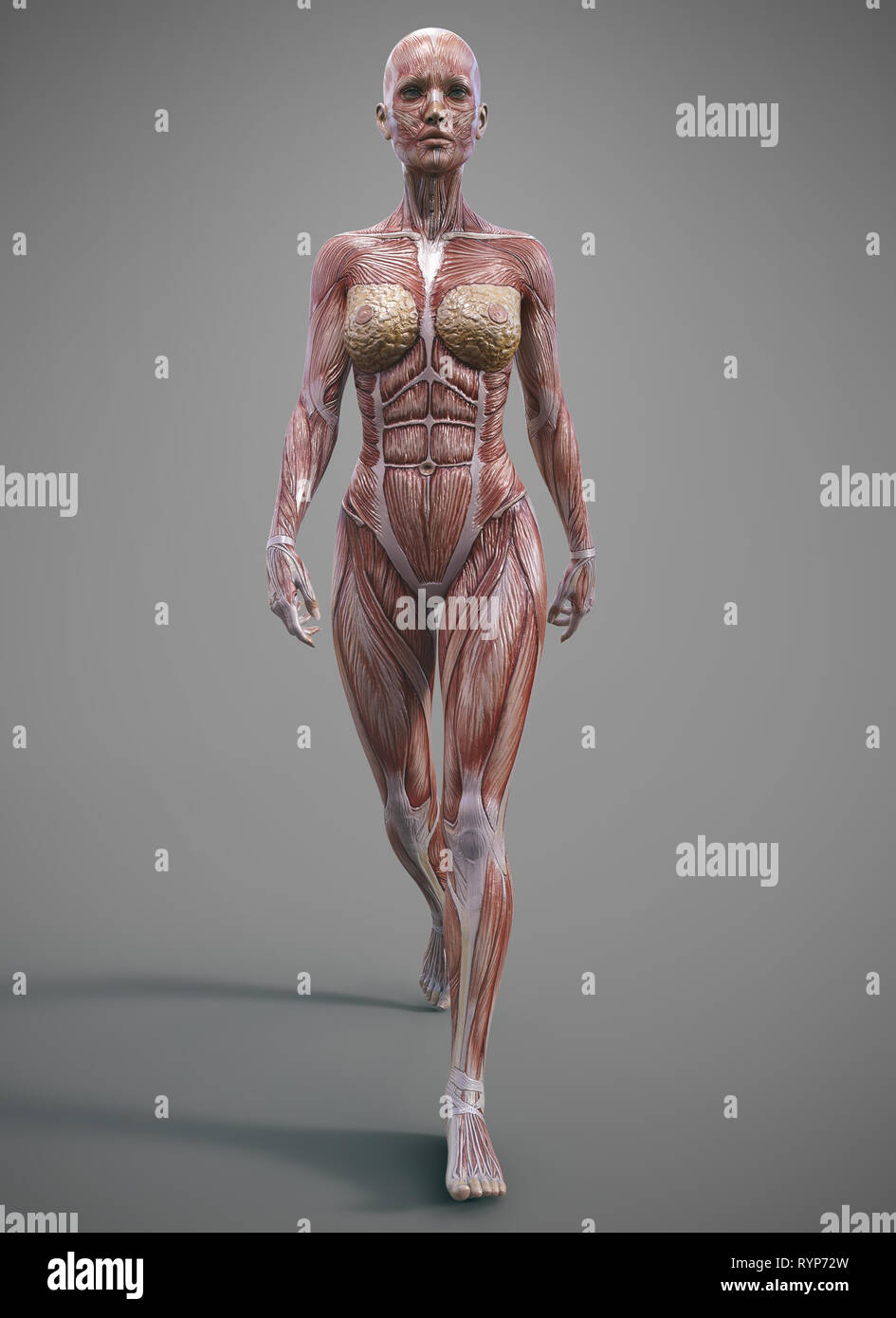 anatomia del corpo del muscolo femminile - rendering 3d Foto Stock